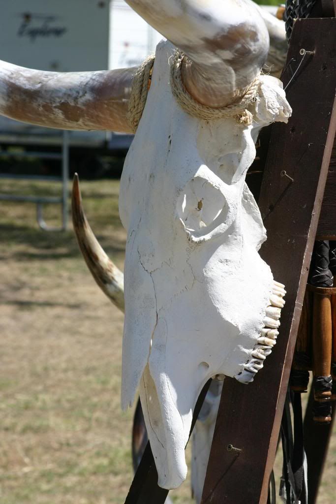 Rattlesnakes! — Digital Grin Photography Forum